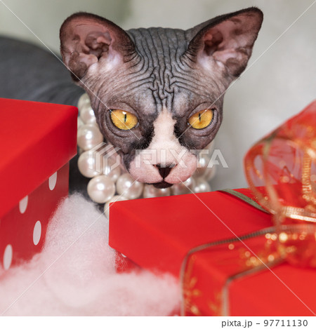 Sphynx Cat with large yellow eyes carefully hides behind red polka dot gift boxes under Christmas tree. 97711130