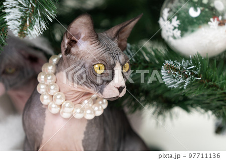 Young Sphynx Cat sitting surrounded by green branches of Christmas tree. Young Sphynx Cat sitting surrounded by green branches of Christmas tree. 97711136