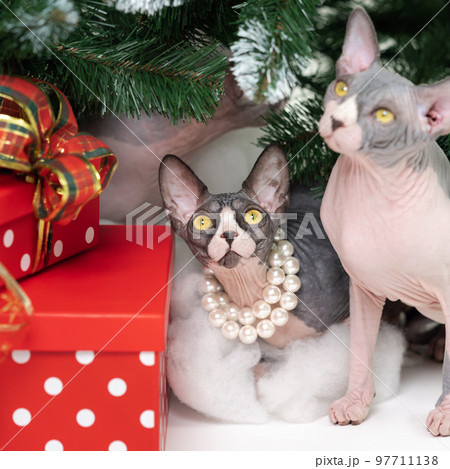Two domestic Sphynx Cats sitting under Christmas tree with holiday red polka dot gift boxes under it. Thoroughbred cats looking up. Two domestic Sphynx Cats sitting under Christmas tree with holiday red polka dot gift boxes under it. Thoroughbred cats looking up. 97711138