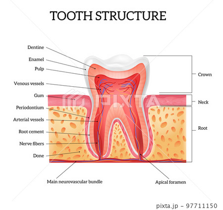 Tooth Anatomy Realistic Infographics 97711150