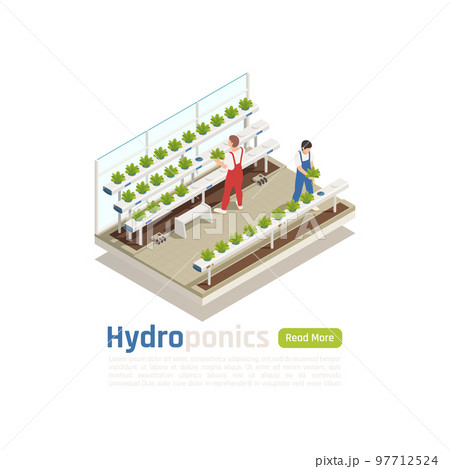 Hydroponics Greenhouse Isometric Composition Hydroponics Greenhouse Isometric Composition 97712524