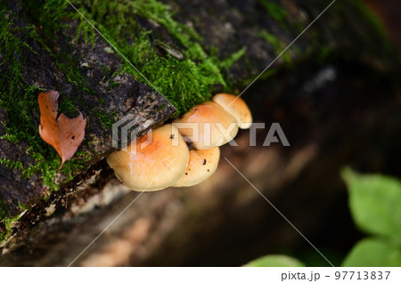 キノコの生えた木 キノコの生えた木 97713837