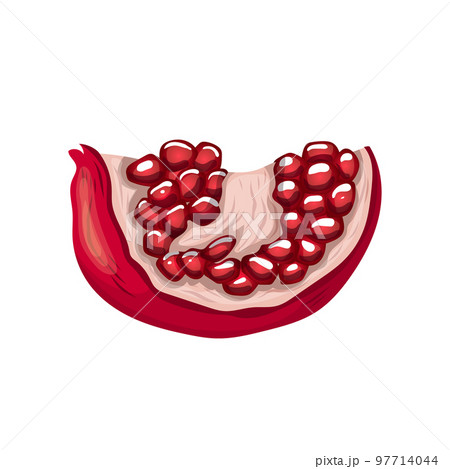 pomegranate ripe cartoon vector illustration 97714044