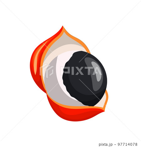 guarana seed cartoon vector illustration 97714078