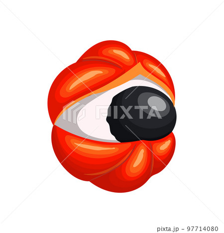 guarana seed cartoon vector illustration 97714080