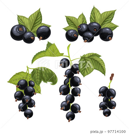 black currant berry set cartoon vector illustration black currant berry set cartoon vector illustration 97714100
