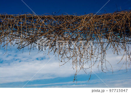 Green grass texture for Fresh plants background Green grass texture for Fresh plants background 97715047