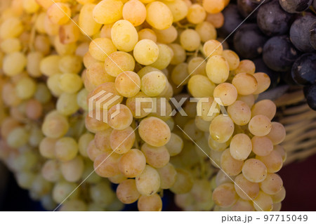 Large fresh juicy bunch of green grapes Large fresh juicy bunch of green grapes 97715049