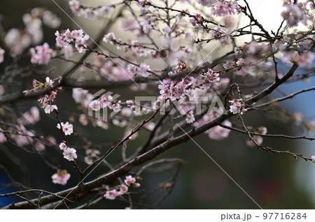 冬桜 冬桜 97716284