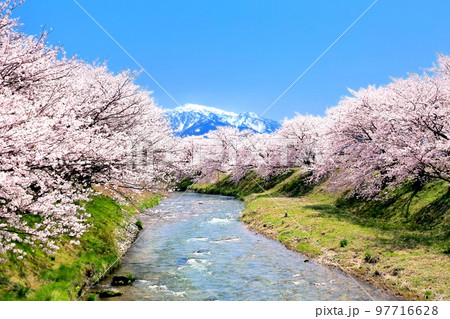 舟川べり桜並木 舟川べり桜並木 97716628