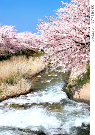 舟川べり桜並木 舟川べり桜並木 97716630
