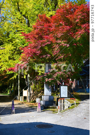 上日寺 大公孫樹 氷見市 上日寺 大公孫樹 氷見市 97716743