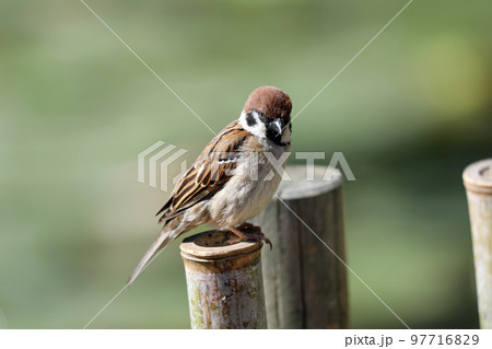 公園の一羽のスズメ 97716829