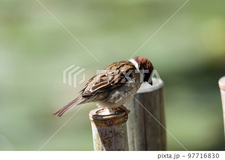 公園の一羽のスズメ 97716830