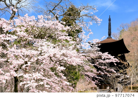 大法寺三重塔と桜 97717074