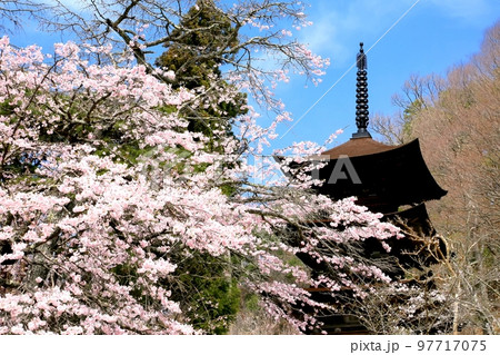 大法寺三重塔と桜 97717075
