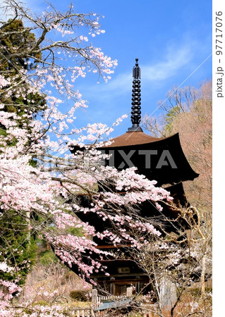 大法寺三重塔と桜 大法寺三重塔と桜 97717076