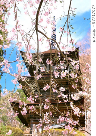 大法寺三重塔と桜 97717077