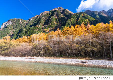 《長野県》秋の上高地・紅葉のカラ松 97717221
