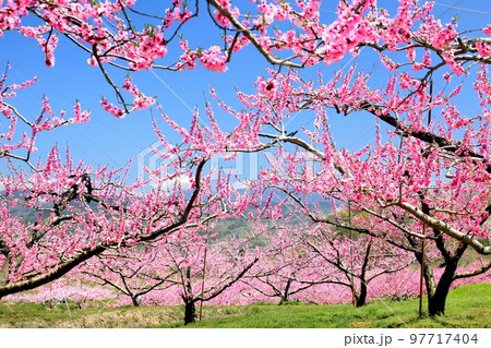 春の新府桃源郷 春の新府桃源郷 97717404