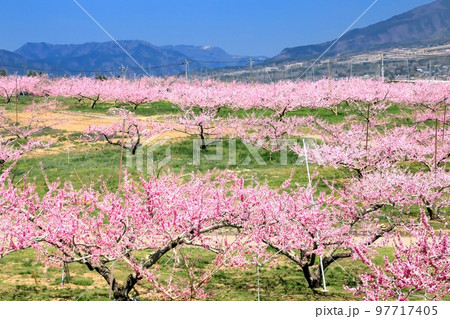 春の新府桃源郷 春の新府桃源郷 97717405