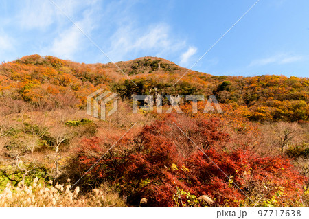 秋の幕山（湯河原梅林）の紅葉 97717638