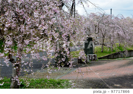 やすらぎの里公園　2022-4-17　＃56 97717866