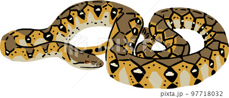 Python Snake Animal Hand drawn color Illustration 97718032