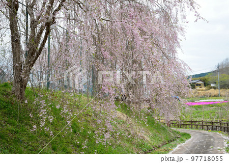やすらぎの里公園 2022-4-17 #67 やすらぎの里公園 2022-4-17 #67 97718055