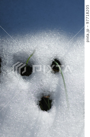 雪解けと自然の造形美 97718205