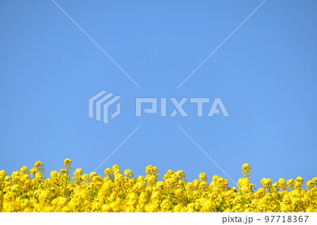 春　菜の花畑　 97718367