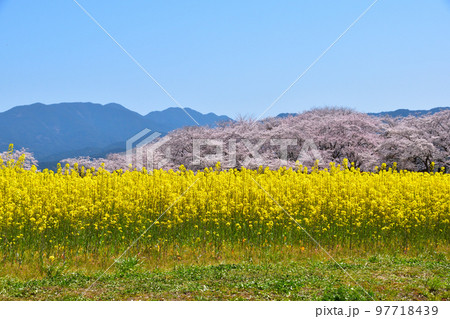 春 藤原京跡 春 藤原京跡 97718439