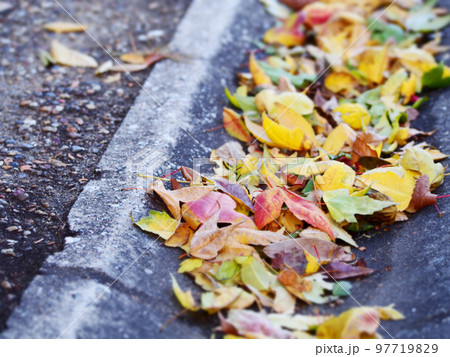 側溝にたまる色とりどりの落ち葉の写真素材 [97719829] - PIXTA