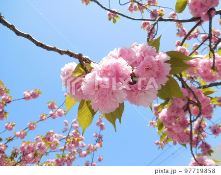 八重咲きの桜 八重咲きの桜 97719858