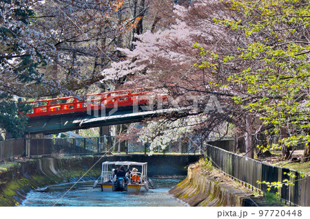 春の「びわ湖疏水船」を桜の満開が出迎える~山科付近にて 春の「びわ湖疏水船」を桜の満開が出迎える~山科付近にて 97720448
