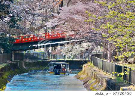 春の「びわ湖疏水船」を桜の満開が出迎える～山科付近にて 97720450