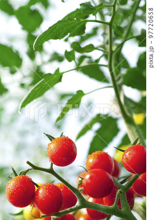 畑で実るミニトマト 97720658