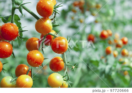 畑で実るミニトマト 97720666