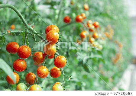 畑で実るミニトマト 畑で実るミニトマト 97720667