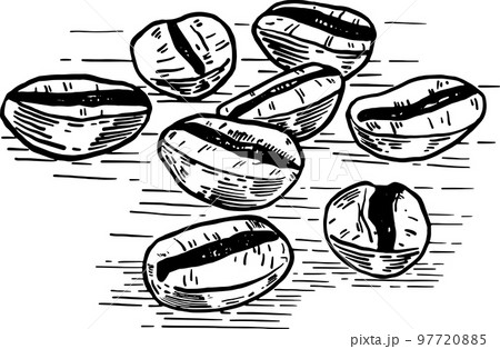 Coffee beans roasted Hand drawn line art illustration 97720885