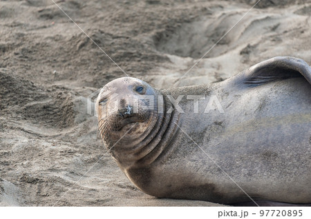 Fighting Elephant Seals Fighting Elephant Seals 97720895