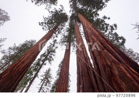 Giant Sequoias in Mariposa Grove 97720896