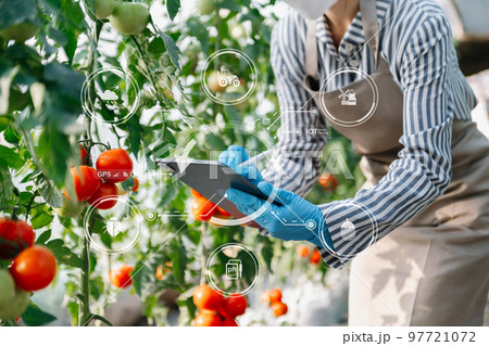 Smart farmer using application by tablet concepts vegetables and tomato at greenhouse. and visual icon.Smart farming . Smart farmer using application by tablet concepts vegetables and tomato at greenhouse. and visual icon.Smart farming . 97721072