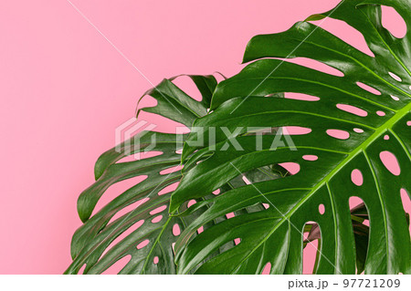 Beautiful monstera leaf on a pink background - Stock Photo [97721209] -  PIXTA