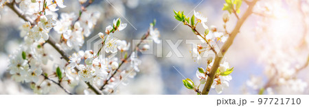 Branches of the apple tree in bloom. 97721710