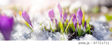 Closeup panoramic view of the spring flowers in the park. 97721711
