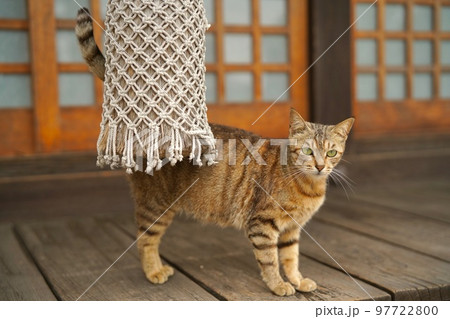 ねこ ねこ 97722800