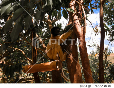 Portrait of the crowned sifaka aka Propithecus coronatus at Lemurs park, Antananarivo, Madagascar 97723036