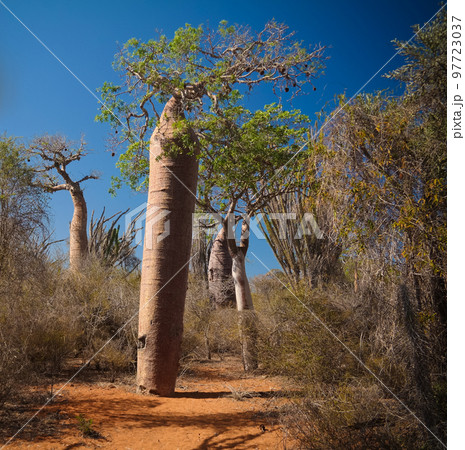 Landscape with Adansonia rubrostipa aka fony baobab tree in Reniala reserve , Toliara, Madagascar Landscape with Adansonia rubrostipa aka fony baobab tree in Reniala reserve , Toliara, Madagascar 97723037