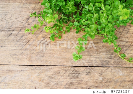 wooden texture and green leaves ivy with space copy background wooden texture and green leaves ivy with space copy background 97723137